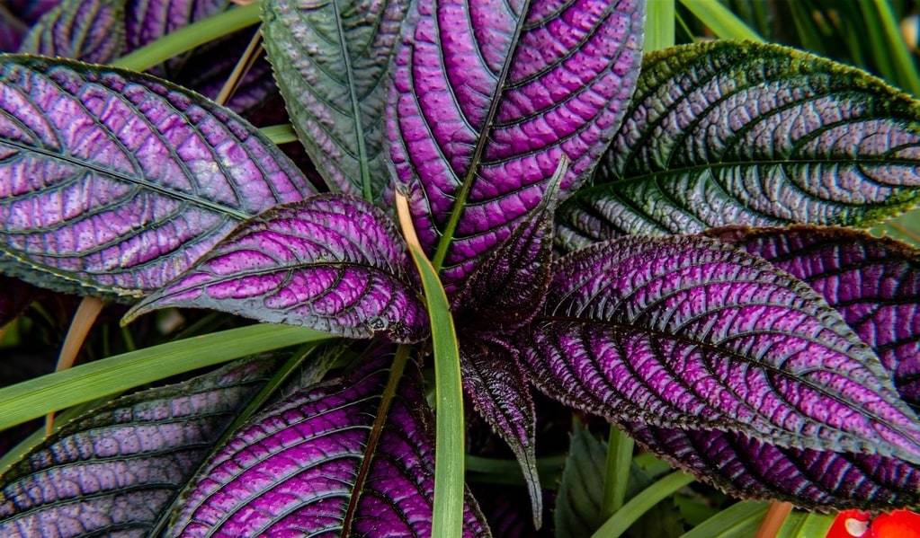 Arbres et arbustes artificiels, comment faire son choix ?